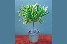 Dracaena