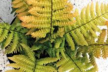 Your guide to new plants and ranges on display at this year's Four Oaks Trade Show
