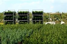 What needs to be done to make home-grown tree stock more viable?