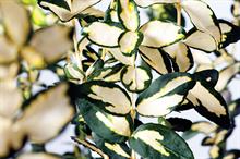 Euonymus