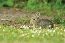 Pest & Disease Management - Wild rabbits