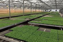Earley Ornamentals: independent UK operation grows more than 1,700 varieties - image: Earley Ornamentals