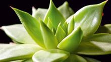 Echeveria Agavoides - credit all images: Floramedia