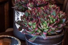 Plantipp introduces plants destined for IPM