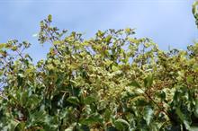 How can gardens take advantage of rare horticultural events?
