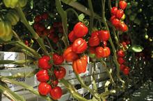 Grower sundries - Growing media for edibles