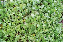 Pest & Disease Factsheet - Green manure crops