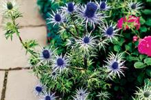 Eryngium
