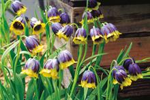 Fritillaria