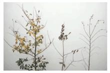 Pest & Disease Management - Dutch elm disease