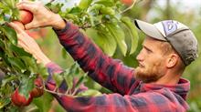 Worker harvesting apples  