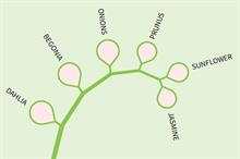 Seasonal analysis: most searched for plants online - February - March 2021