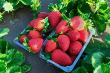 Results of leading US strawberry breeding programme to be licensed in UK