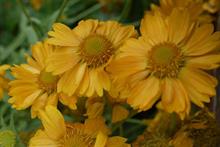 Gaillardia 'Apricot Honey'