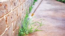 Weeds growing in crack at base of a wall being sprayed