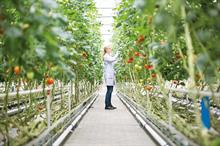 Worker tending vertically grown tomatoes 
