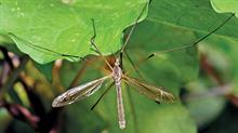 Crane fly - credit: Getty Images