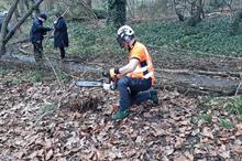 Image: Artemis Tree Services