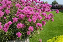 Gomphrena 'Truffula Pink' - credit: Kernock Park Plants
