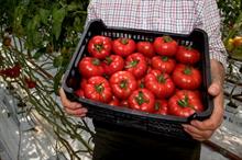 Asda to trial extra-sweet UK-bred beefsteak tomato