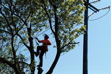 Ground Control: offers full range of arboricultural services from felling and maintenance to surveys and management plans - image: Ground Control