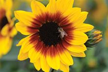 Sunbelievable ''Brown Eyed Girl'
