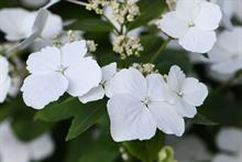 Hydrangea hybrid 'Runaway Bride'
