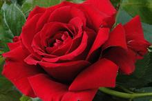 Harkness launches England rugby rose