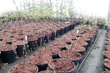 Nursery irrigation