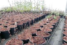 Flowering Plants warns on economic forces