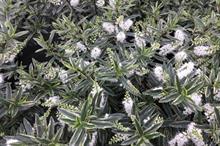 Bransford Webbs launches three hebes