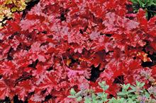 Forever Red offers four seasons of foliage in one stable colour - credit: Terra Nova Nurseries