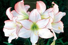 Hippeastrum