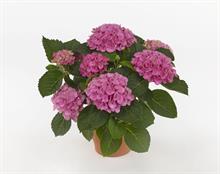 Hydrangea and clematis win gold at Dutch show