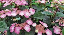 Hydrangea Daredevil has abundant pink lacecap flowers - credit: Seiont Nurseries