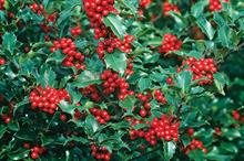 Ilex