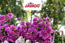 Javado UK 