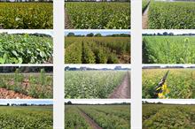 J&A Growers crops - credit: J&A Growers
