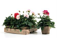 What product solutions can growers and retailers look forward to at this year's Four Oaks Trade Show?