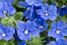 Evolvulus 'Blue My Mind' - credit: Kernock Park Plants