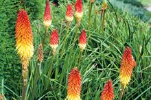 Kniphofia