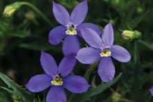 Isotoma axillaris 'Fizz n'Pop Glowing Purple'