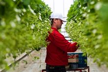 Three Brexit opportunities: what growers should ask for