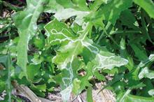 Pest & Disease Factsheet - leaf miners on ornamental crops
