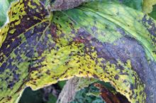Plant leaf damage caused by nematodes