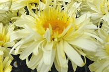 Real Charmer's petals blend from cream to lemon yellow - credit: Plant Haven
