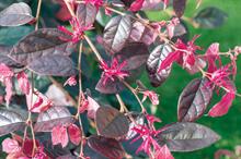 Loropetalum