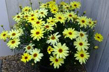 Argyranthemum Grandaisy Yellow Sunshine - credit: Channel Island Plants