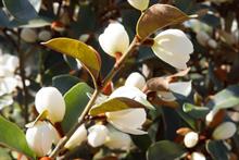 Magnolia laevifolia Gail's Favourite