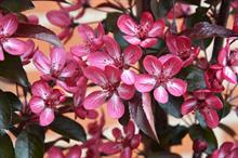 Malus toringo 'Aros'